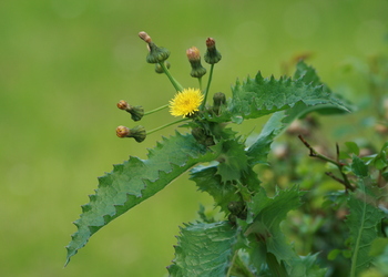 Raue Gänsedistel (Sonchus asper) - © Emanuel Trummer